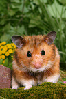 Goldhamster