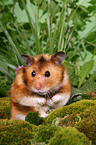 Goldhamster