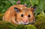 Goldhamster