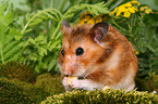 fressender Goldhamster