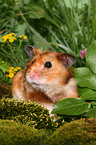 Goldhamster