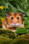 Goldhamster