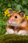 Goldhamster