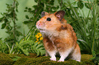 Goldhamster