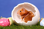 Goldhamster