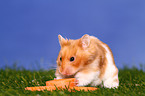 Goldhamster