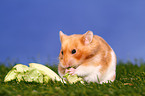 Goldhamster