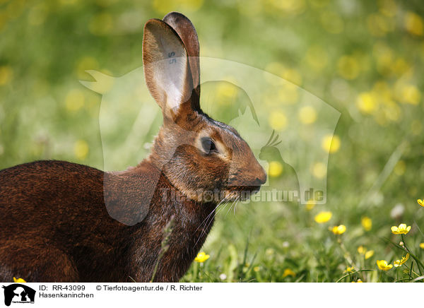 Hasenkaninchen / RR-43099