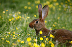 Hasenkaninchen