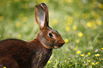 Hasenkaninchen