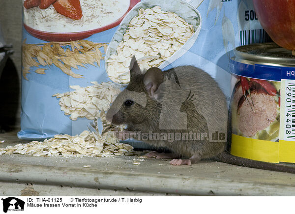 Muse fressen Vorrat in Kche / mice eats oat flakes in kitchen / THA-01125