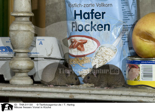 Muse fressen Vorrat in Kche / mice eats oat flakes in kitchen / THA-01130