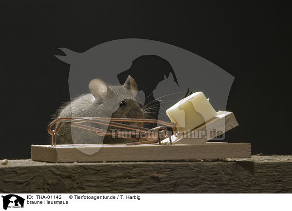 braune Hausmaus / house mouse / THA-01142