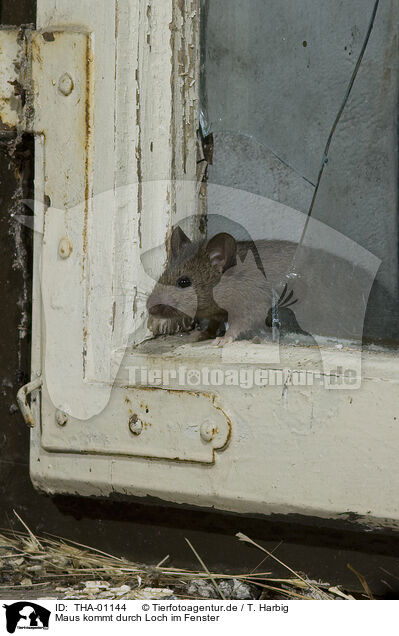 Maus kommt durch Loch im Fenster / mouse at broken window / THA-01144