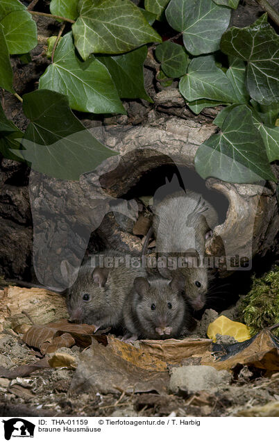 braune Hausmuse / brown house mice / THA-01159