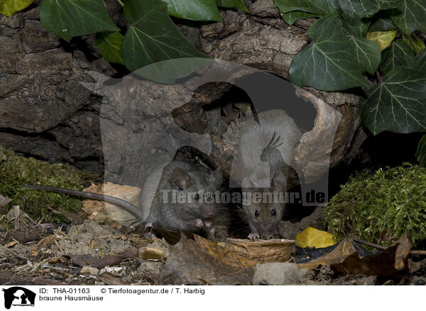 braune Hausmuse / THA-01163