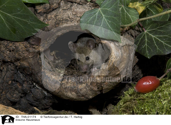 braune Hausmaus / THA-01174