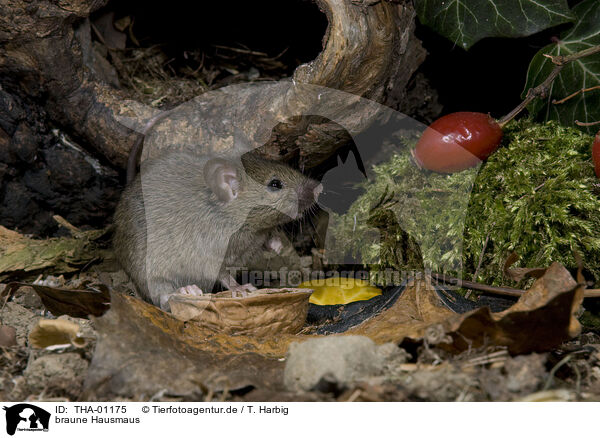 braune Hausmaus / THA-01175