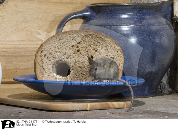 Maus frisst Brot / mouse eats bread / THA-01177