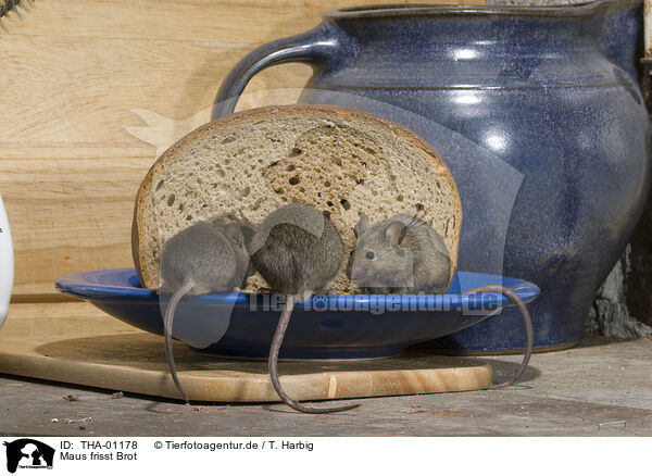 Maus frisst Brot / THA-01178