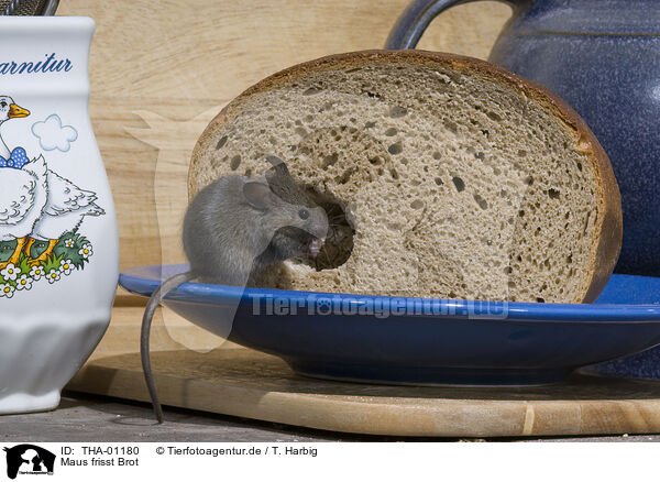 Maus frisst Brot / mouse eats bread / THA-01180
