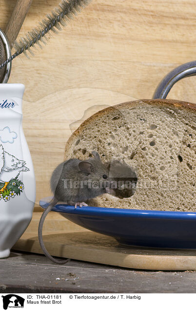Maus frisst Brot / THA-01181