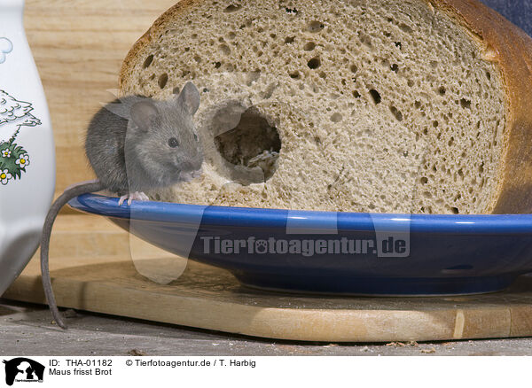 Maus frisst Brot / mouse eats bread / THA-01182