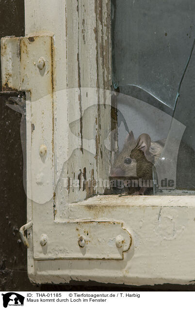 Maus kommt durch Loch im Fenster / THA-01185