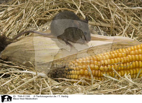 Maus frisst Maiskolben / mouse eats corncob / THA-01186