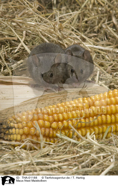 Maus frisst Maiskolben / THA-01188