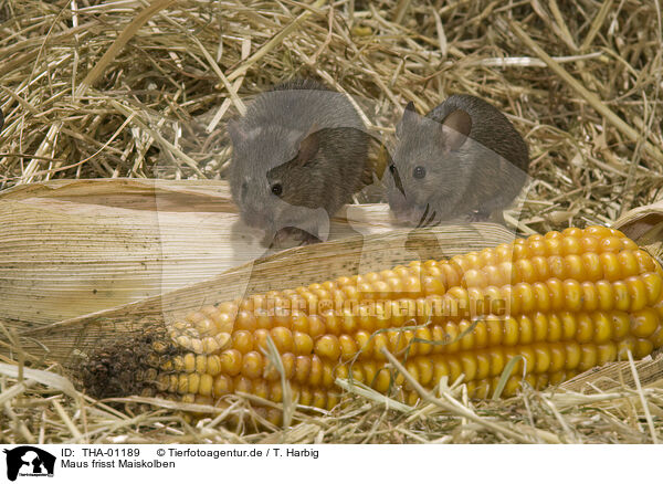 Maus frisst Maiskolben / mouse eats corncob / THA-01189