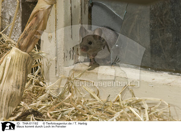 Maus kommt durch Loch im Fenster / THA-01192
