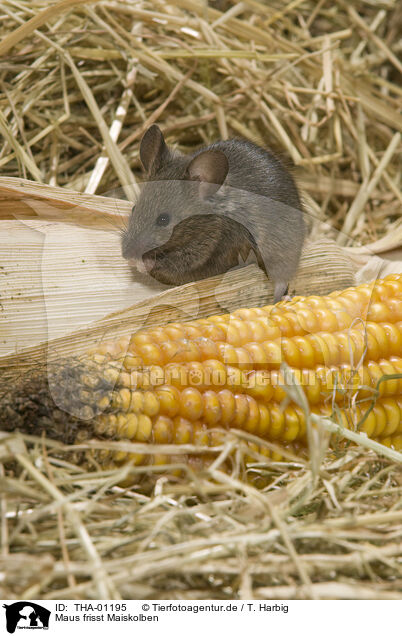 Maus frisst Maiskolben / mouse eats corncob / THA-01195