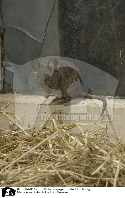 Maus kommt durch Loch im Fenster / THA-01196