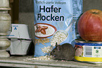 Mäuse fressen Vorrat in Küche