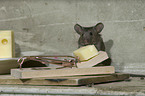 braune Hausmaus