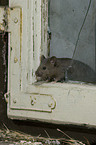 Maus kommt durch Loch im Fenster