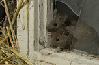 Maus kommt durch Loch im Fenster