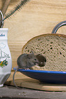 Maus frisst Brot