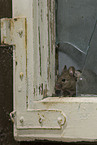 Maus kommt durch Loch im Fenster