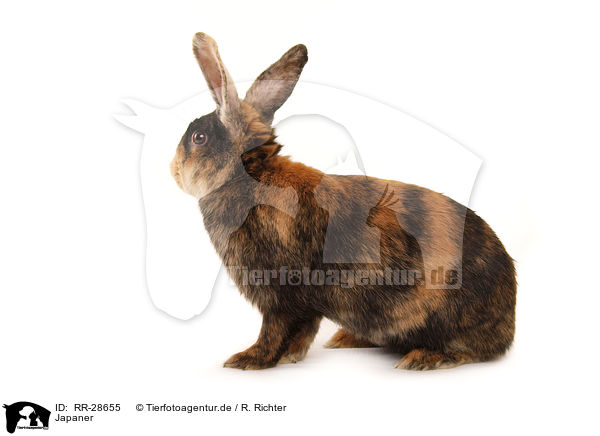 Japaner / RR-28655