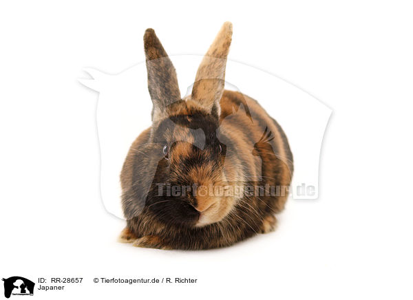 Japaner / Japanese bunny / RR-28657