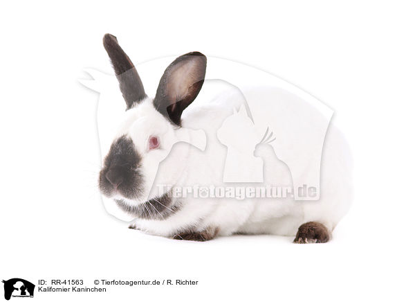 Kalifornier Kaninchen / Californian rabbit / RR-41563