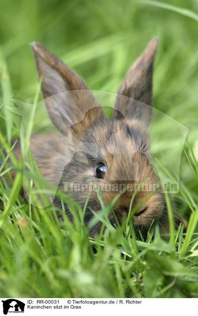 Kaninchen sitzt im Gras / RR-00031