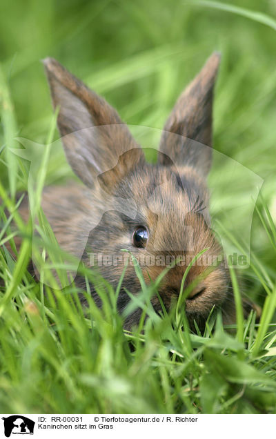 Kaninchen sitzt im Gras / bunny / RR-00031