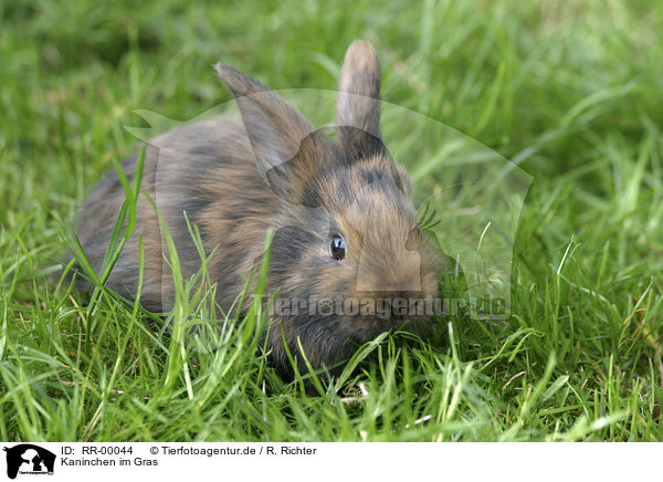 Kaninchen im Gras / bunny in the meadow / RR-00044