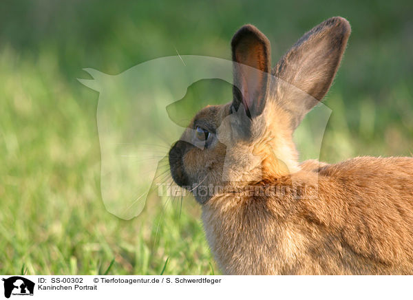 Kaninchen Portrait / bunny portrait / SS-00302
