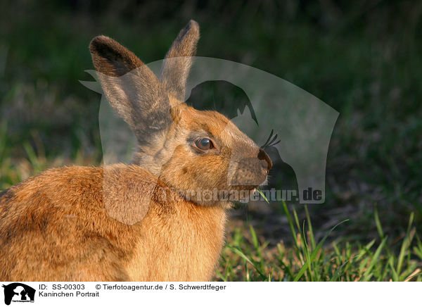 Kaninchen Portrait / bunny portrait / SS-00303