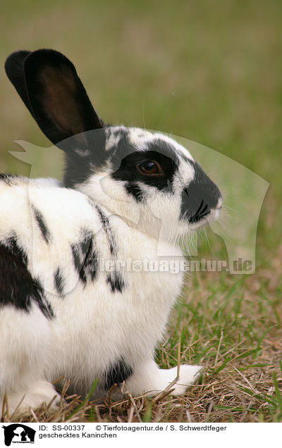 geschecktes Kaninchen / piebald bunny / SS-00337