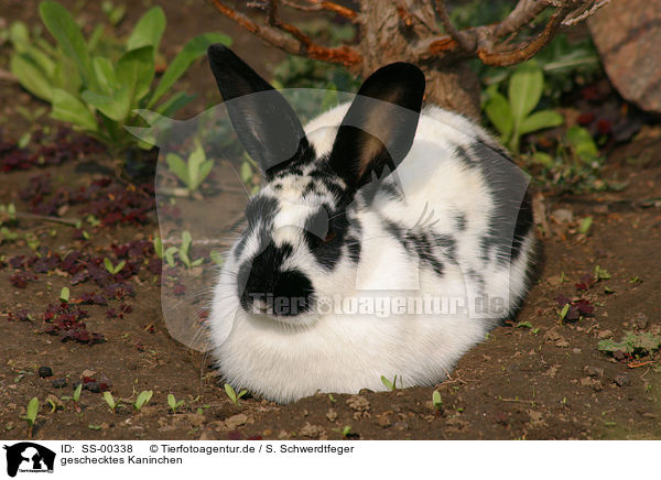 geschecktes Kaninchen / piebald bunny / SS-00338